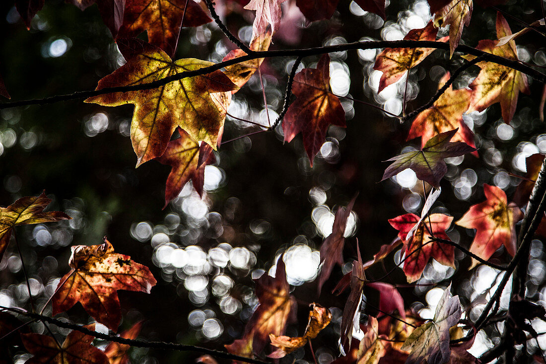 Autumn Leaves on Tree Branches with Dappled Light