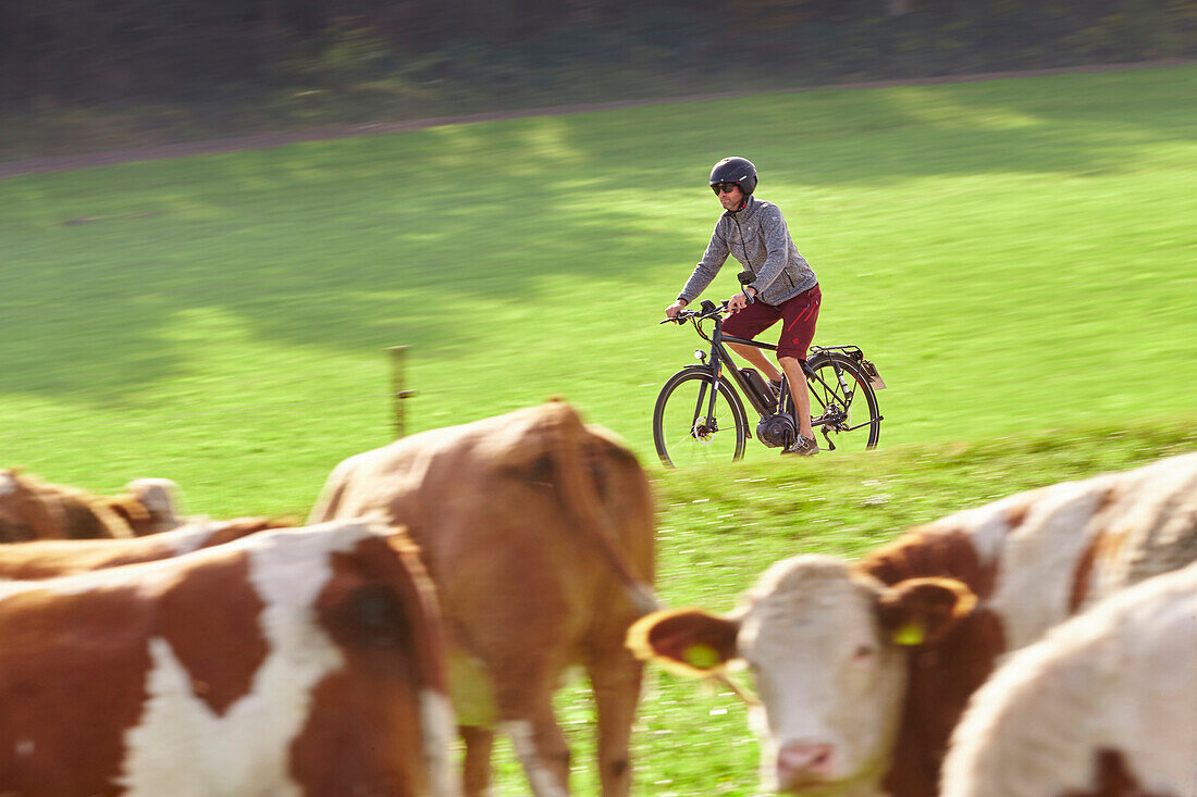 cyclist on bike amongst cows, Muensing, Upper Bavaria, Germany