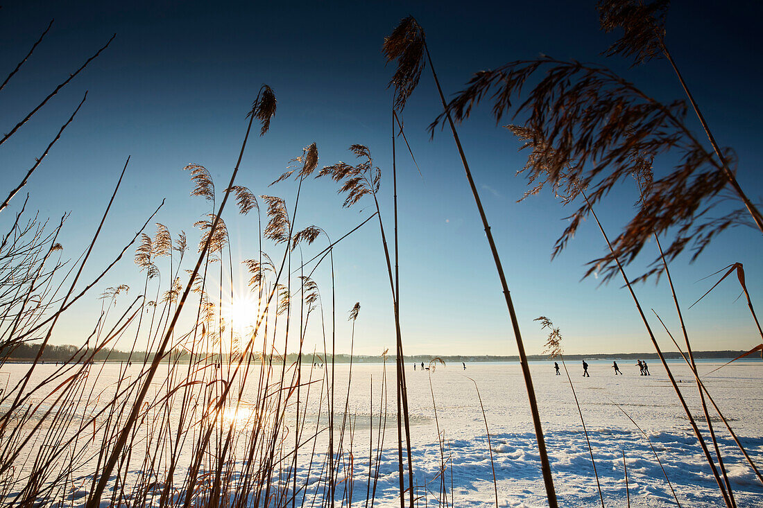 Reeds and a frozen Lake Starnberg, Muensing, Upper Bavaria, Bavaria, Germany