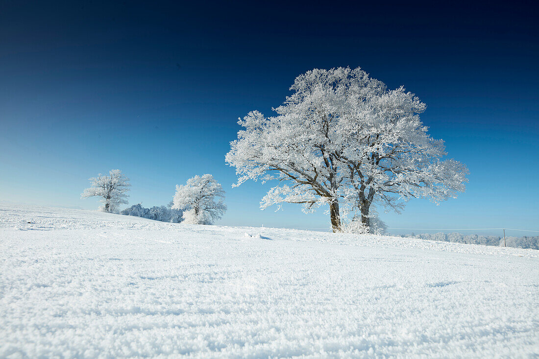 Wintermorgen mit schneebedeckten Bäume, Münsing, Oberbayern, Bayern, Deutschland