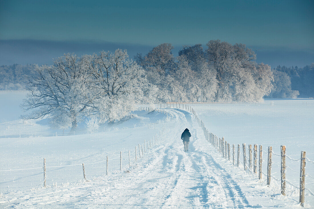 Schneebedeckte Strasse, Wintermorgen, Bäume, Münsing, Oberbayern, Bayern, Deutschland