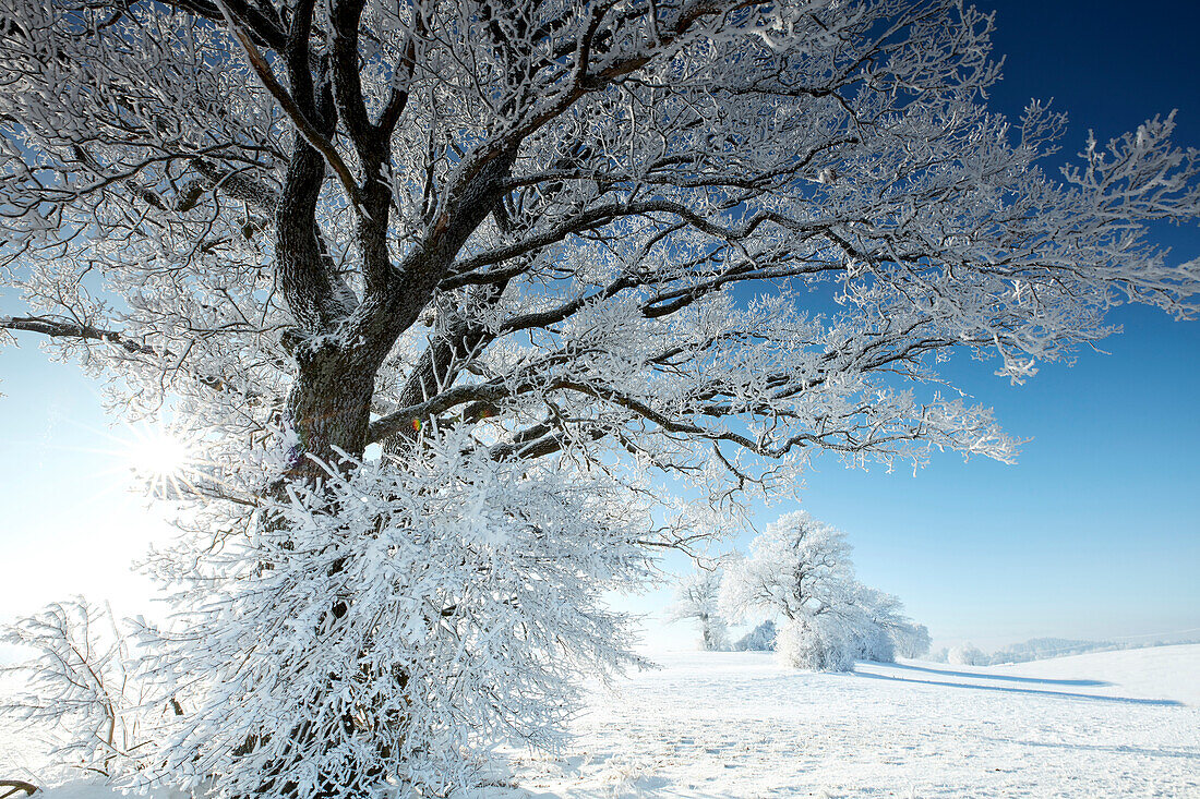 Wintermorgen mit schneebedeckten Bäume, Münsing, Oberbayern, Bayern, Deutschland