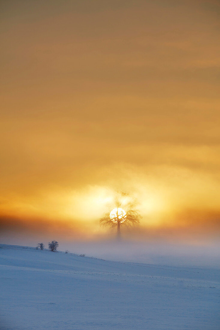 Eiche auf dem Höhenberg bei Sonnenaufgang in Winter, Nebel, Münsing, Bayern, Deutschland