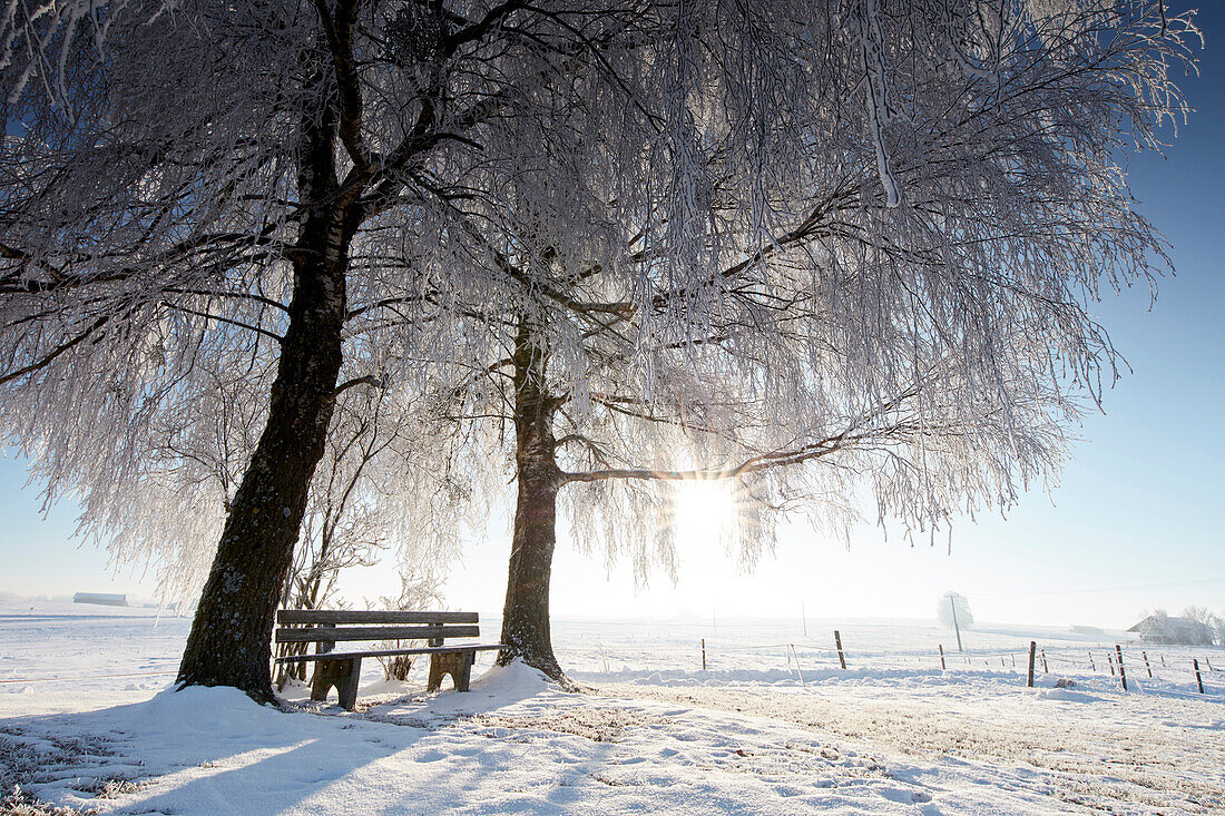 Wintermorgen mit schneebedeckten Bäume, Münsing, Oberbayern, Bayern, Deutschland