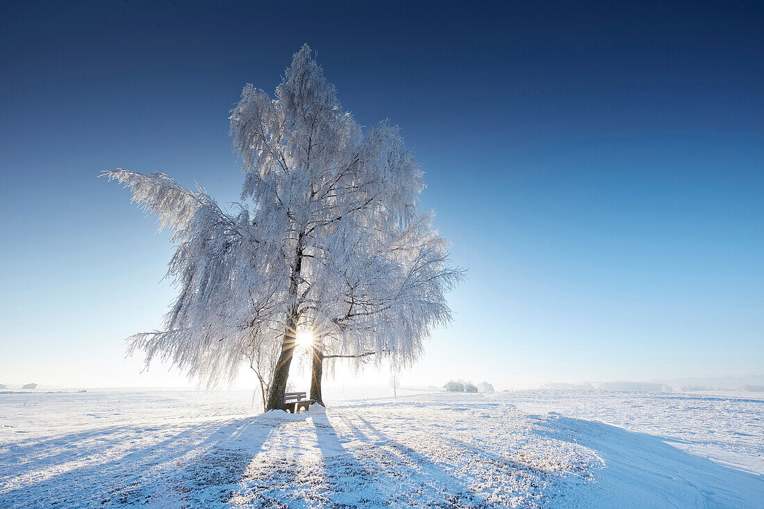 winter morning with snow-covered trees, Muensing, upper bavaria, bavaria, Germany