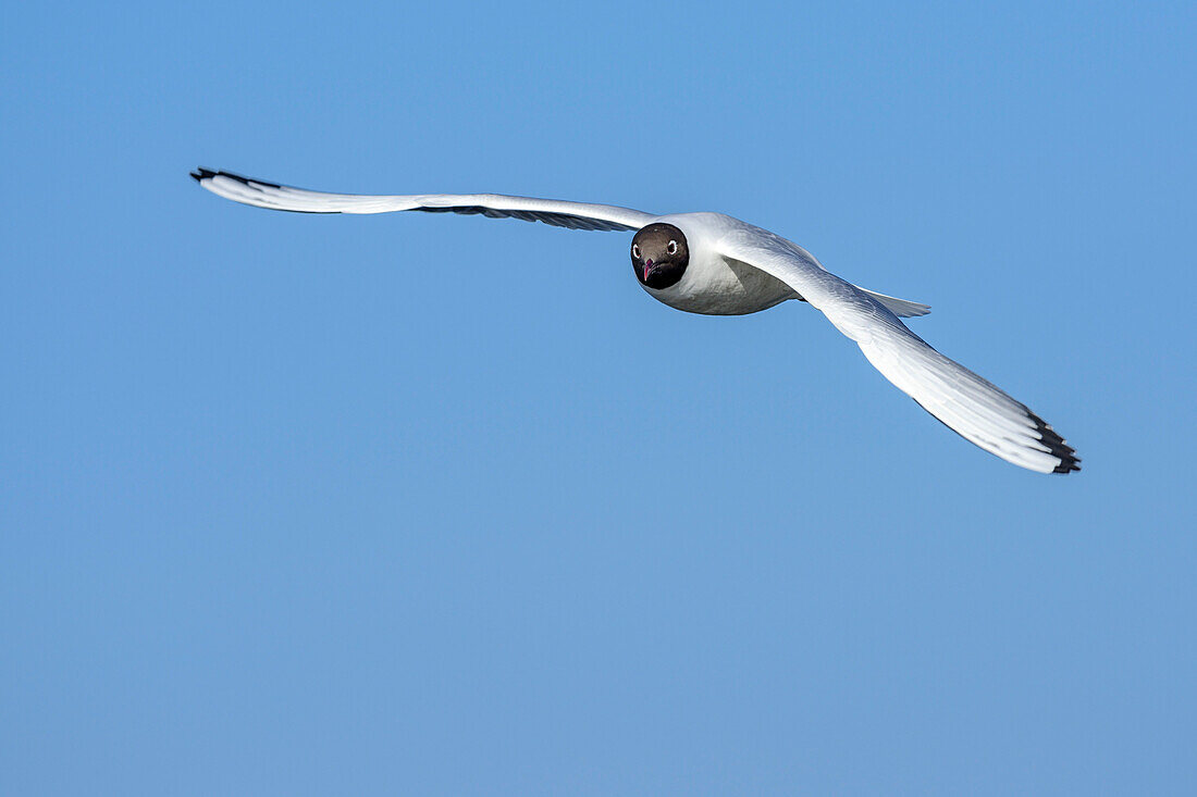 Black-headed gull in flight, Chroicocephalus ridibundus, lake Chiemsee, Upper Bavaria, Bavaria, Germany
