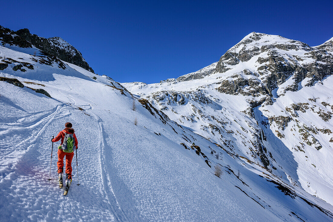 Woman backcountry skiing ascending towards Hochwildstelle, Hochwildstelle, Schladming Tauern, Lower Tauern, Styria, Austria