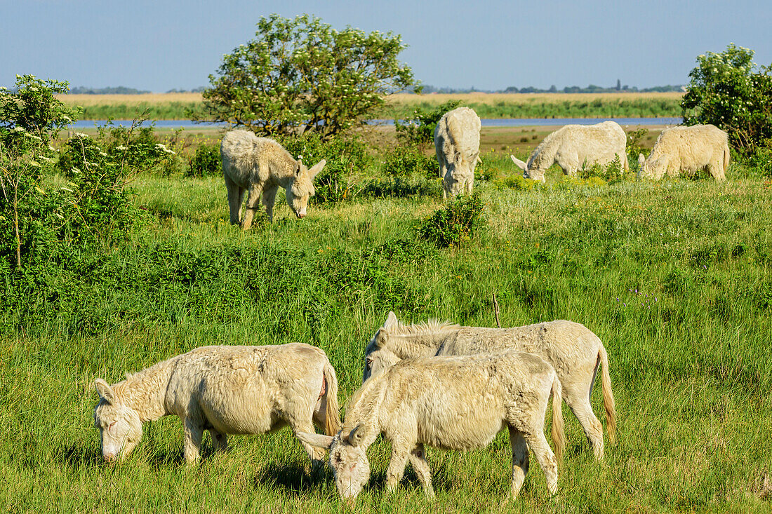 White donkeys, lake Neusiedl, National Park lake Neusiedl, UNESCO World Heritage Site Fertö / Neusiedlersee Cultural Landscape, Burgenland, Austria