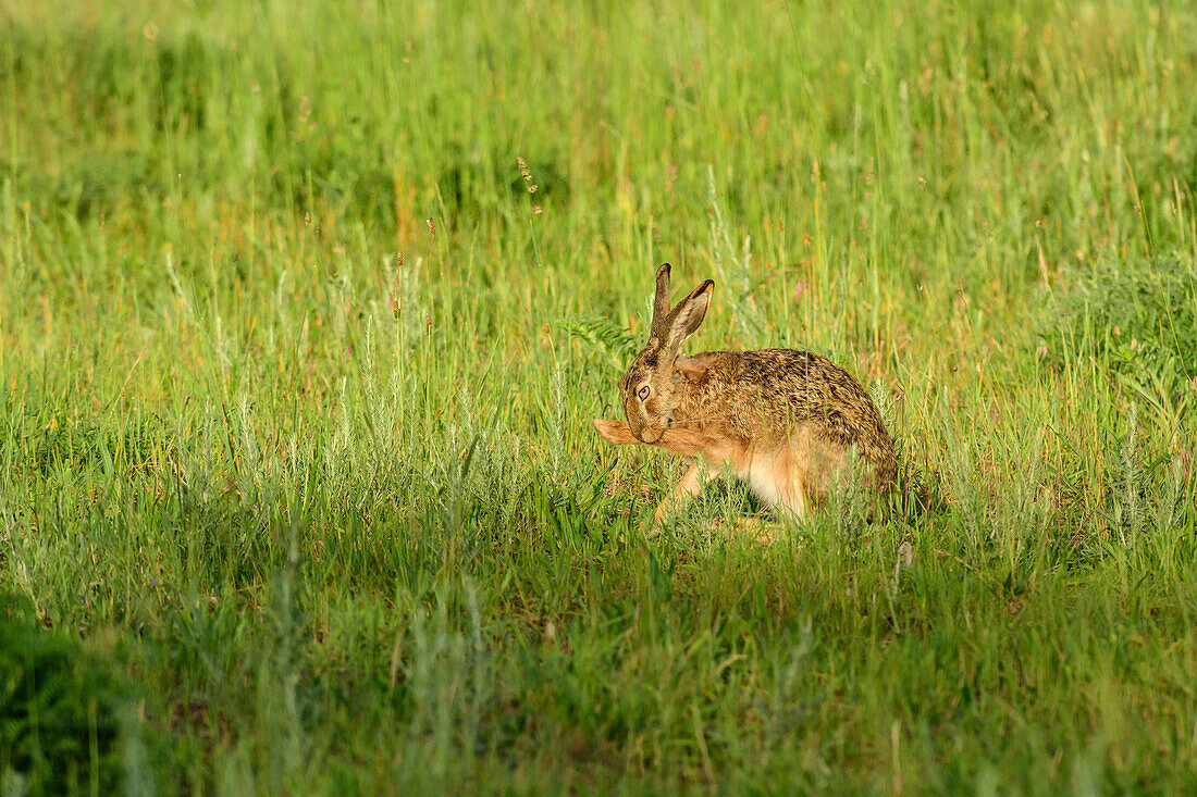 Brown hare grooming, Lepus europaeus, lake Neusiedl, National Park lake Neusiedl, UNESCO World Heritage Site Fertö / Neusiedlersee Cultural Landscape, Burgenland, Austria