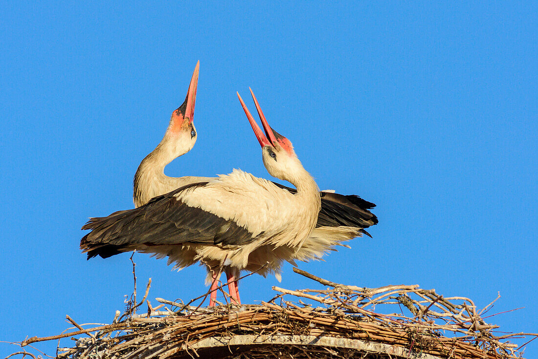 Two white storks sitting on nest and greeting each other, Ciconia ciconia, Rust, lake Neusiedl, National Park lake Neusiedl, UNESCO World Heritage Site Fertö / Neusiedlersee Cultural Landscape, Burgenland, Austria