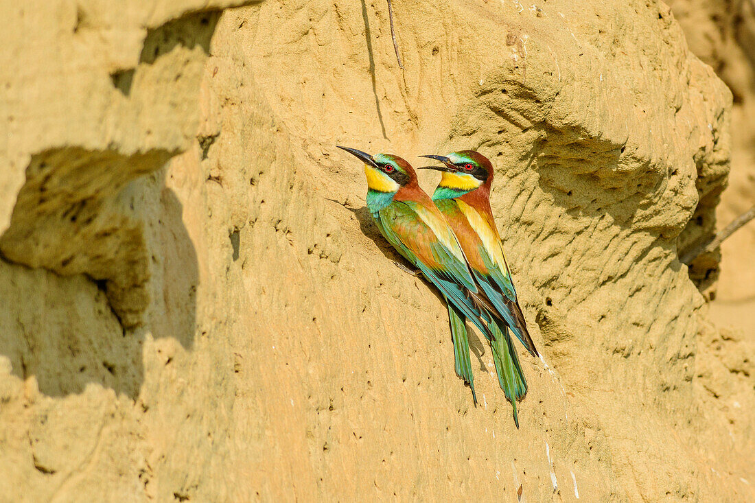 Two bee-eater sitting on rockface, Merops apiaster, lake Neusiedl, National Park lake Neusiedl, UNESCO World Heritage Site Fertö / Neusiedlersee Cultural Landscape, Burgenland, Austria