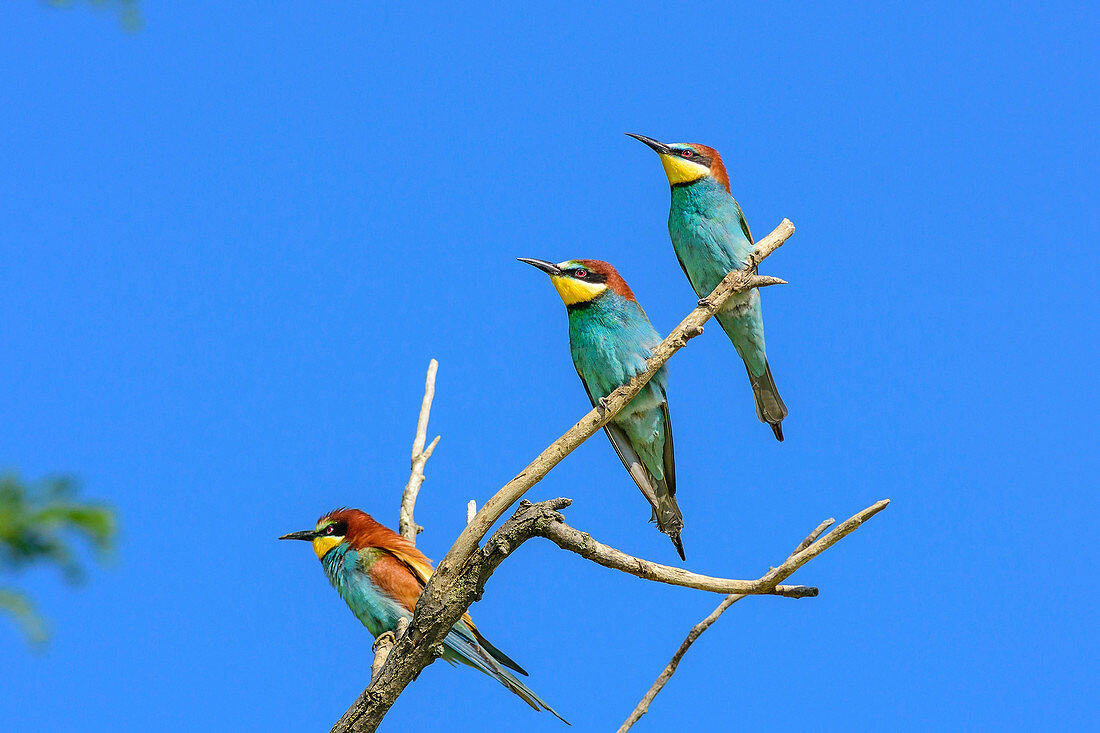 Three bee-eater sitting on branch, Merops apiaster, lake Neusiedl, National Park lake Neusiedl, UNESCO World Heritage Site Fertö / Neusiedlersee Cultural Landscape, Burgenland, Austria