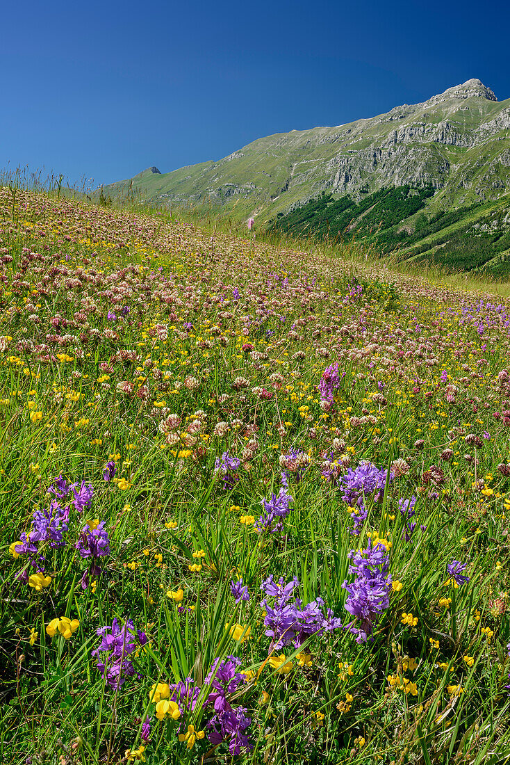 Blumenwiese mit Gran Sasso-Gruppe im Hintergrund, Gran Sasso, Abruzzen, Italien
