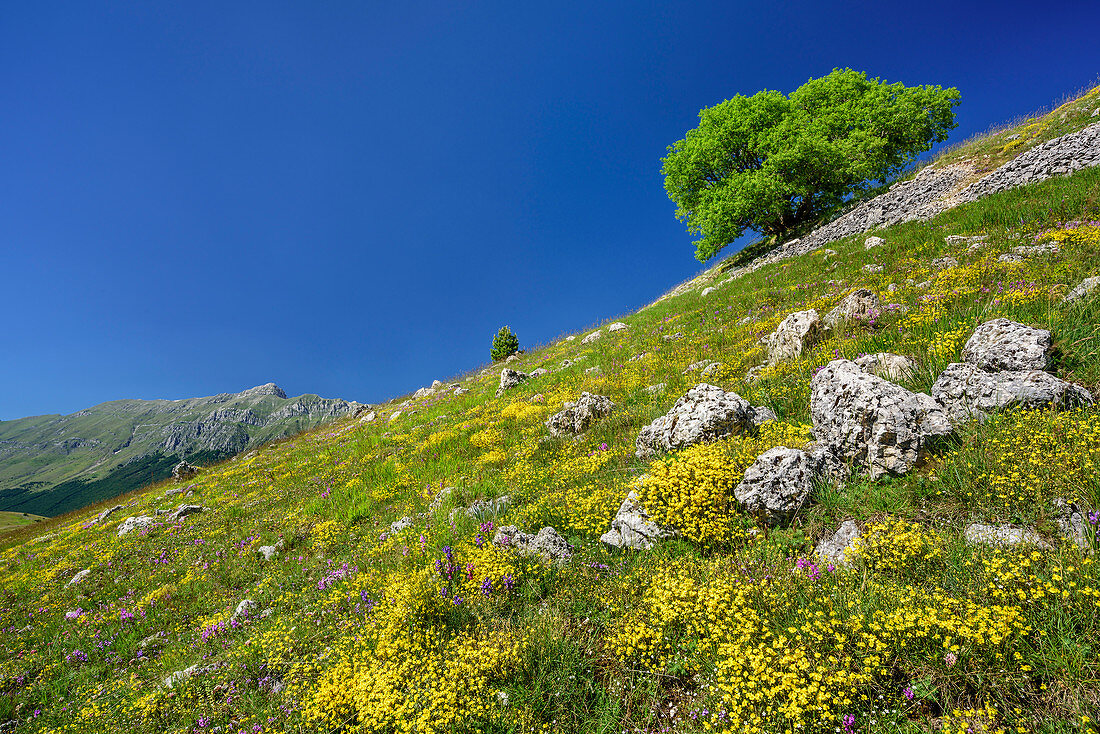 Blumenwiese mit Gran Sasso-Gruppe im Hintergrund, Gran Sasso, Abruzzen, Italien