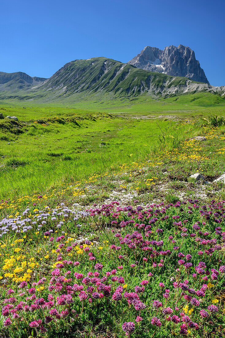 Meadow with flowers and Corno Grande in Gran Sasso-group in background, Gran Sasso, Abruzzi, Italy