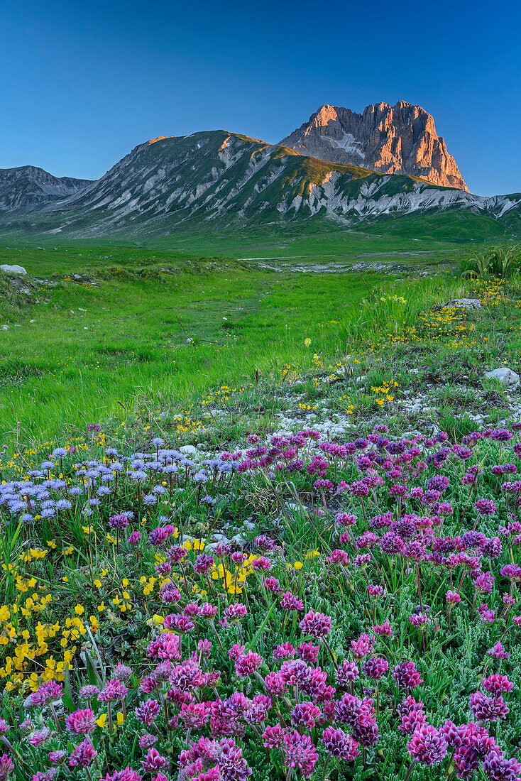 Meadow with flowers and Corno Grande in alpenglow in background, Campo Imperatore, Gran Sasso, Abruzzi, Italy