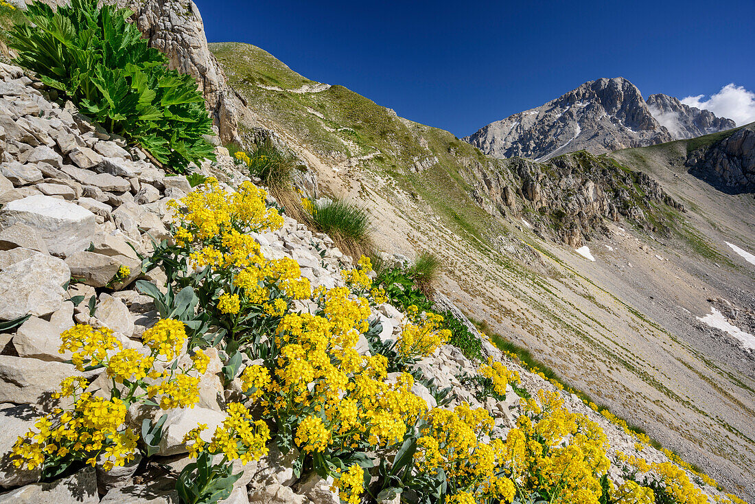Blühende Pionierpflanzen in Felsschutt mit Corno Grande im Hintergrund, Corno Grande, Gran Sasso, Abruzzen, Italien