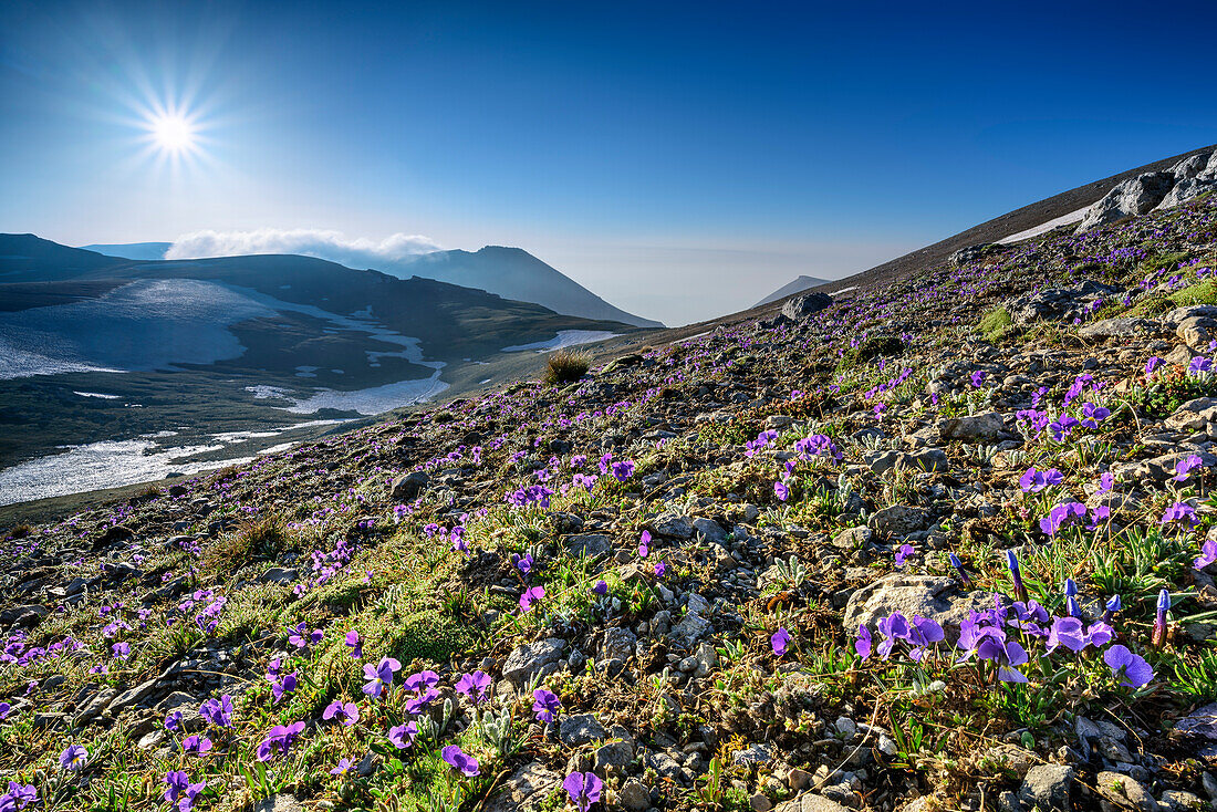 Blühende Hornveilchen mit Majella-Gruppe im Hintergrund, Monte Amaro, Majella, Abruzzen, Italien