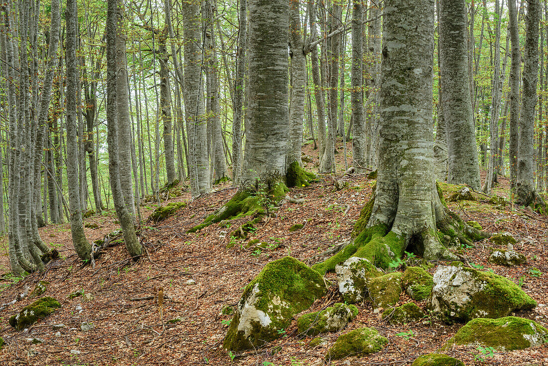 Buchenwald, Monte Amaro, Majella, Abruzzen, Italien