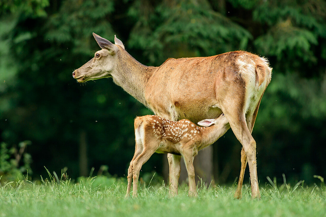 Damhirschweibchen mit Kitz, Oberbayern, Bayern, Deutschland