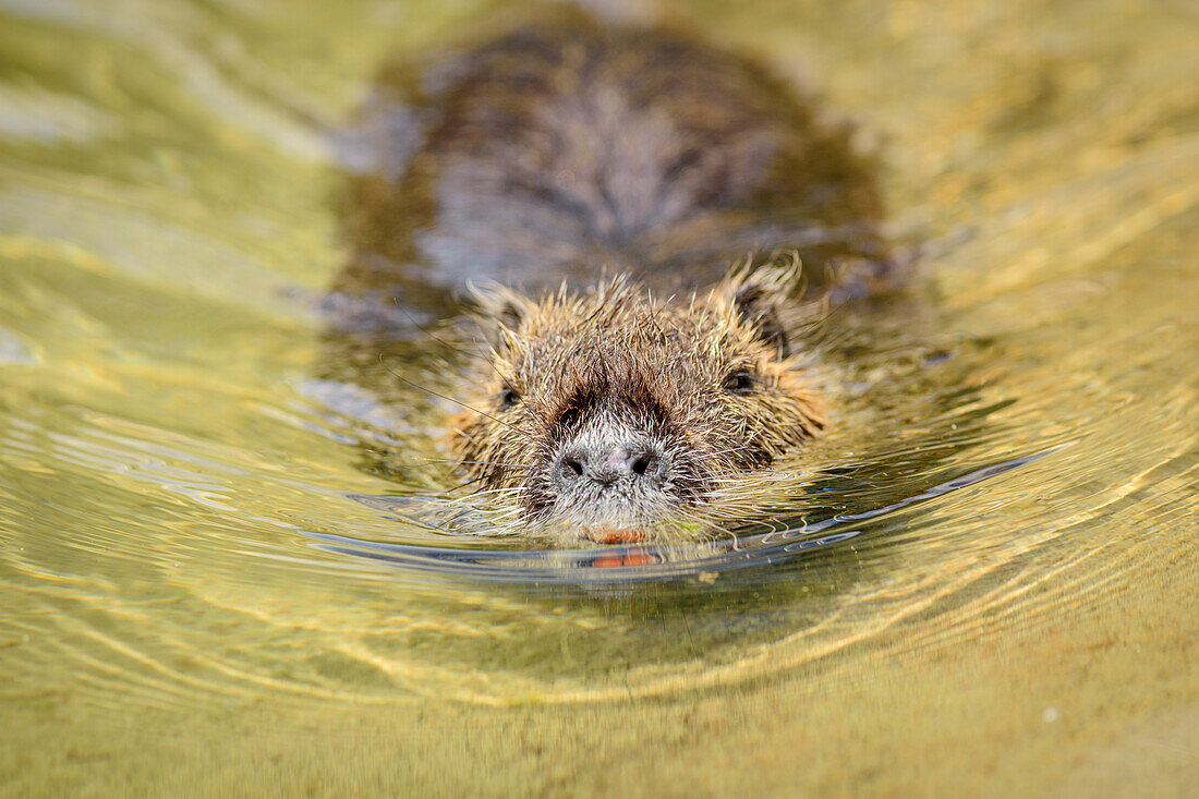 Nutria swimming, Upper Bavaria, Bavaria, Germany