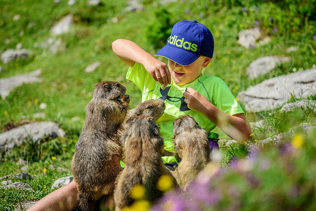 Vier Murmeltiere fressen Jungem aus der Hand, Dachstein, Steiermark, Österreich