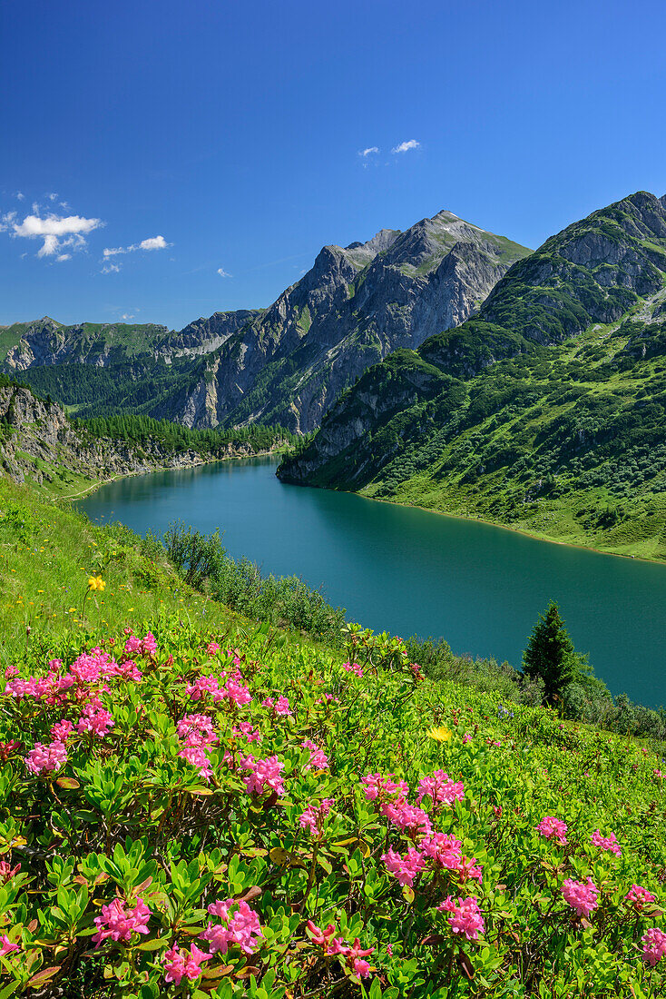 Alpine roses with lake Tappenkarsee, lake Tappenkarsee, Radstadt Tauern, Salzburg, Austria