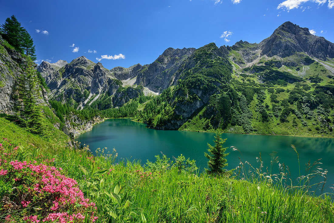 Alpine roses with lake Tappenkarsee, lake Tappenkarsee, Radstadt Tauern, Salzburg, Austria