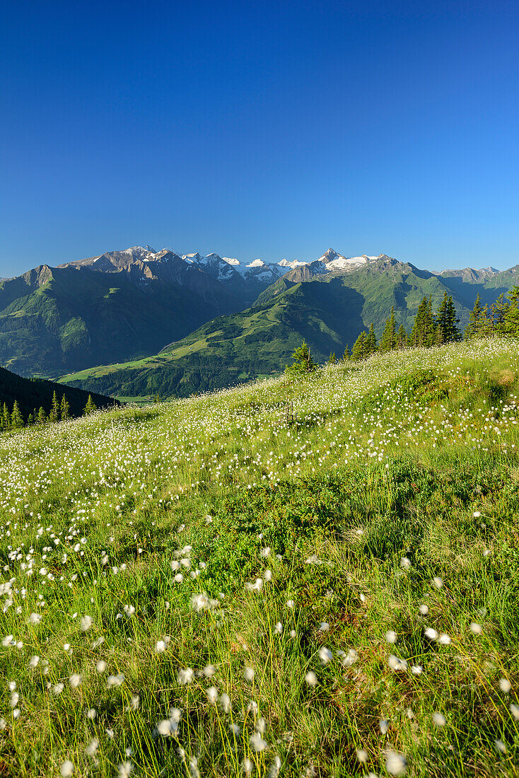 Cottongrass with High Tauern in background, Pinzgauer Spaziergang, Kitzbuehel Alps, Salzburg, Austria
