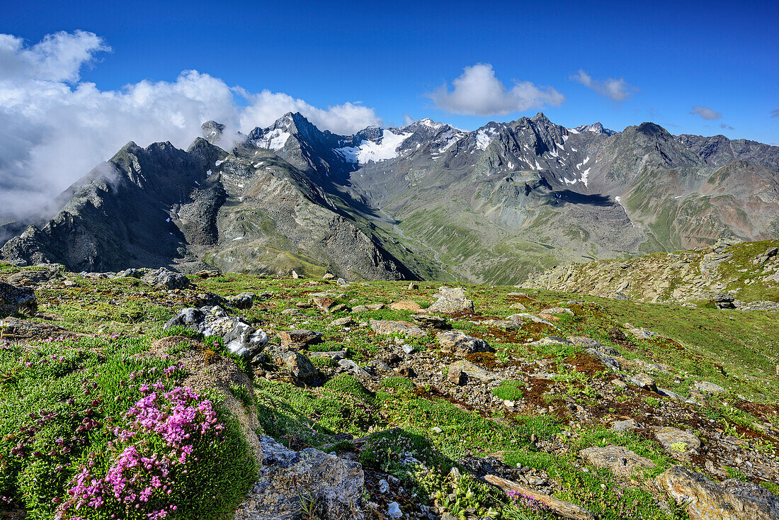 Blühendes Leimkraut vor Stubaier Alpen und Gleirschtal, Satteljoch, Lampsenspitze, Sellrain, Stubaier Alpen, Tirol, Österreich