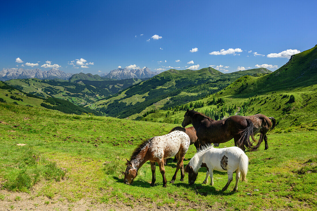 Horses and ponys grazing with Lofer and Leogang Mountains in background, Sommertor, Pinzgauer Spaziergang, Kitzbuehel Alps, Salzburg, Austria