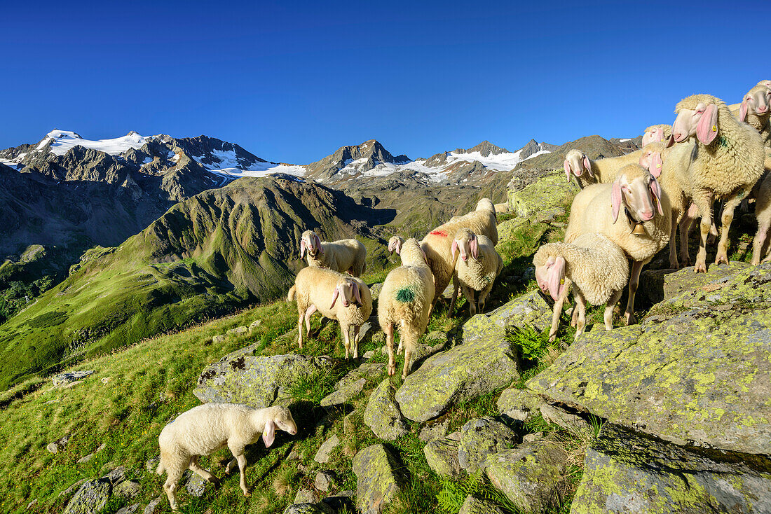 Herd of sheep with Stubai Alps with Wilder Pfaff and Zuckerhuetl in background, Stubai highroute, Stubai Alps, Tyrol, Austria