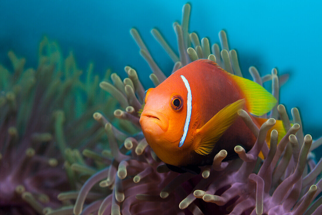 Malediven-Anemonenfisch, Amphiprion nigripes, Felidhu Atoll, Malediven