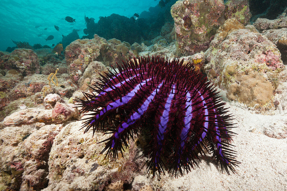 Crown-of-Thorns Starfish, Acanthaster planci, North Male Atoll, Maldives