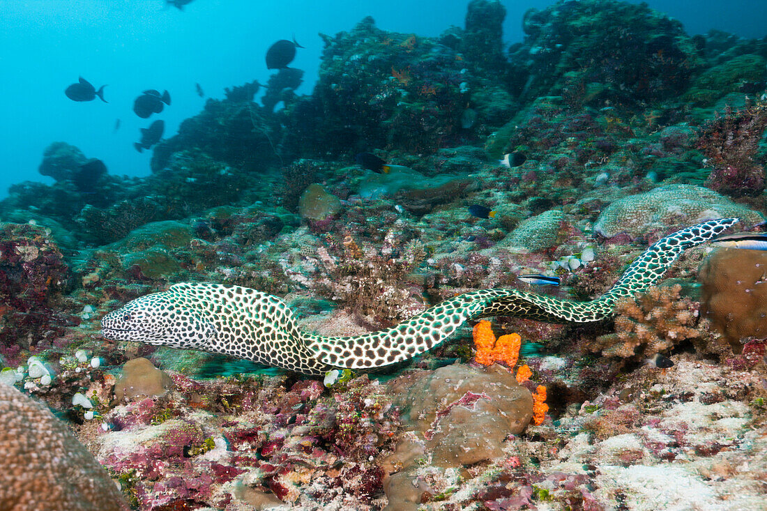 Honeycomb Moray, Gymnothorax favagineus, North Male Atoll, Maldives