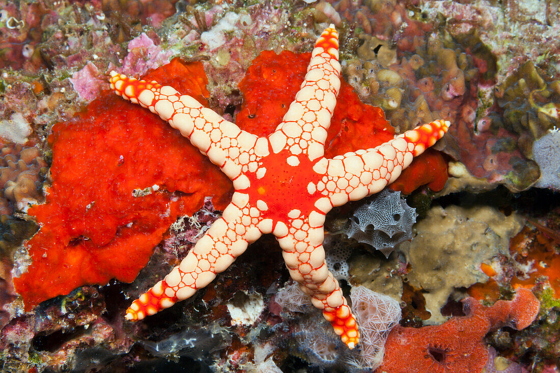 Red Mesh Starfish, Fromia monilis, Felidhu Atoll, Maldives