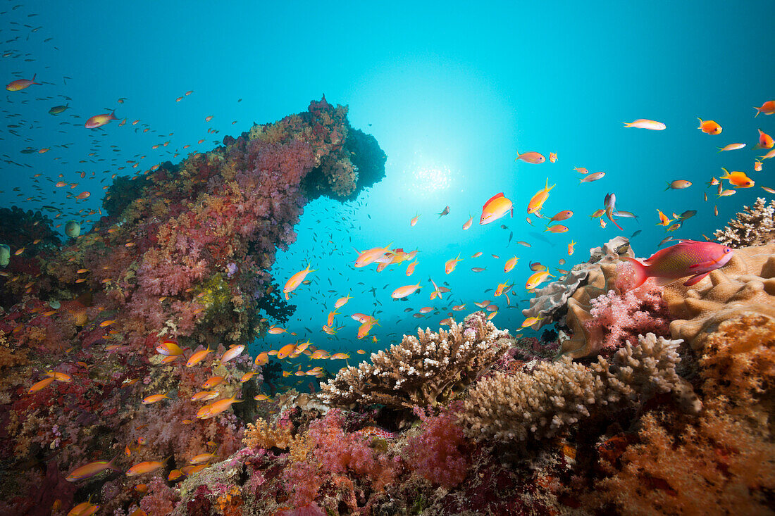 Colored Coral Reef, South Male Atoll, Maldives