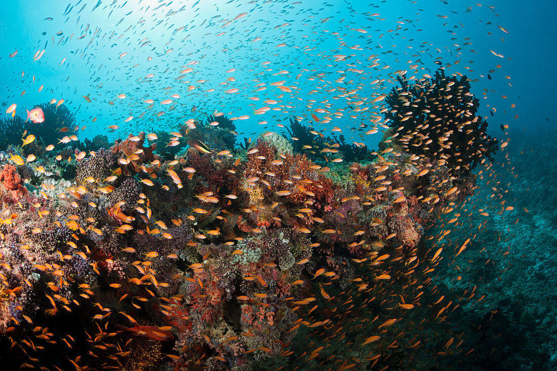 Colored Coral Reef, South Male Atoll, Maldives