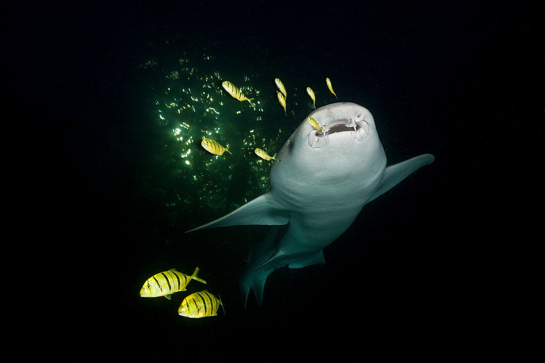 Ammenhai in der Nacht, Nebrius ferrugineus, Felidhu Atoll, Malediven