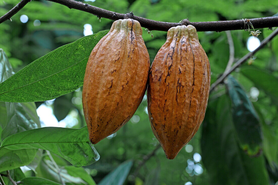 Frucht eines Kakaobaum, Palmenhaus, Royal Botanic Gardens, Kew, Richmond upon Thames, London, England