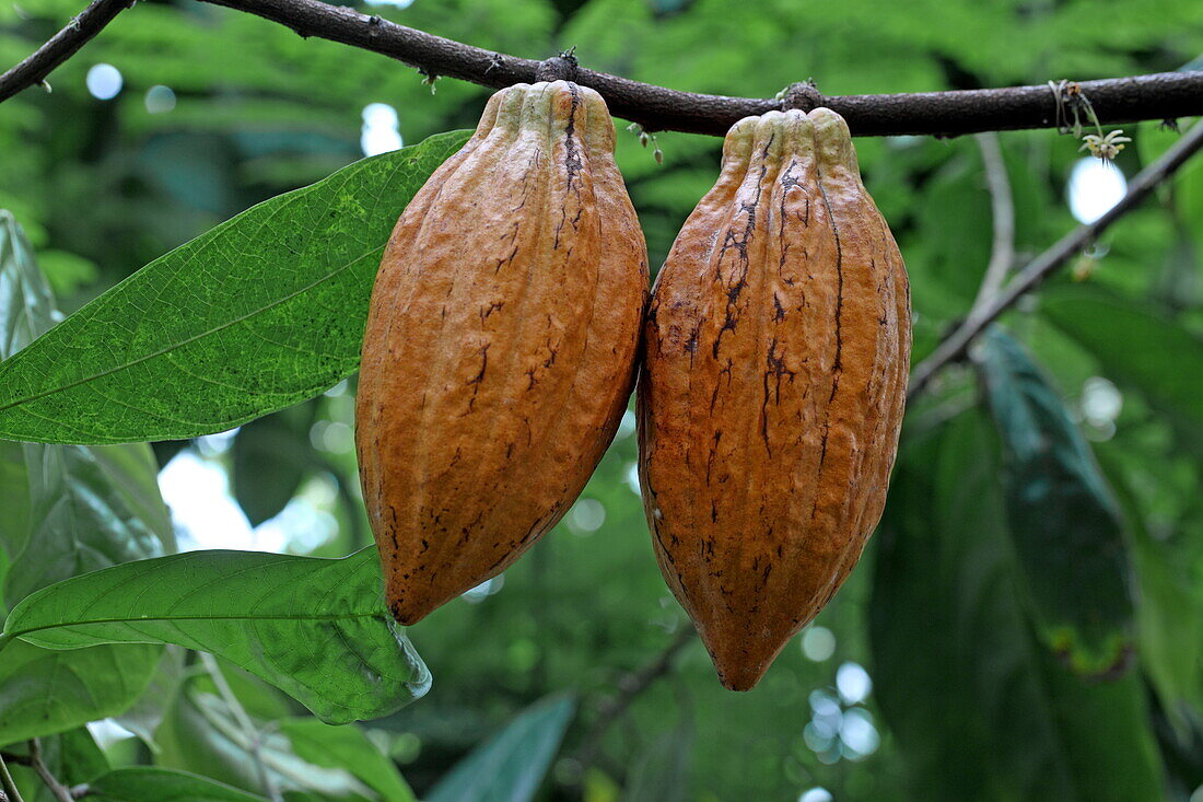 fruit of a cacao tree, Palm house, Royal Botanic Gardens, Kew, Richmond upon Thames, London, England