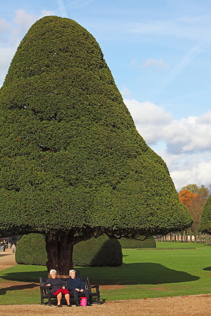 300 Jahre alte, konische Eiben, Park und Palace, Hampton Court, Richmond upon Thames, Surrey, England