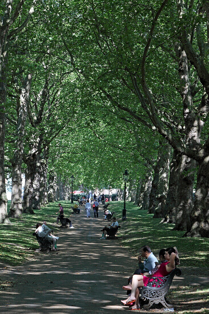 Platanenallee im Green Park, Westminster, London, England