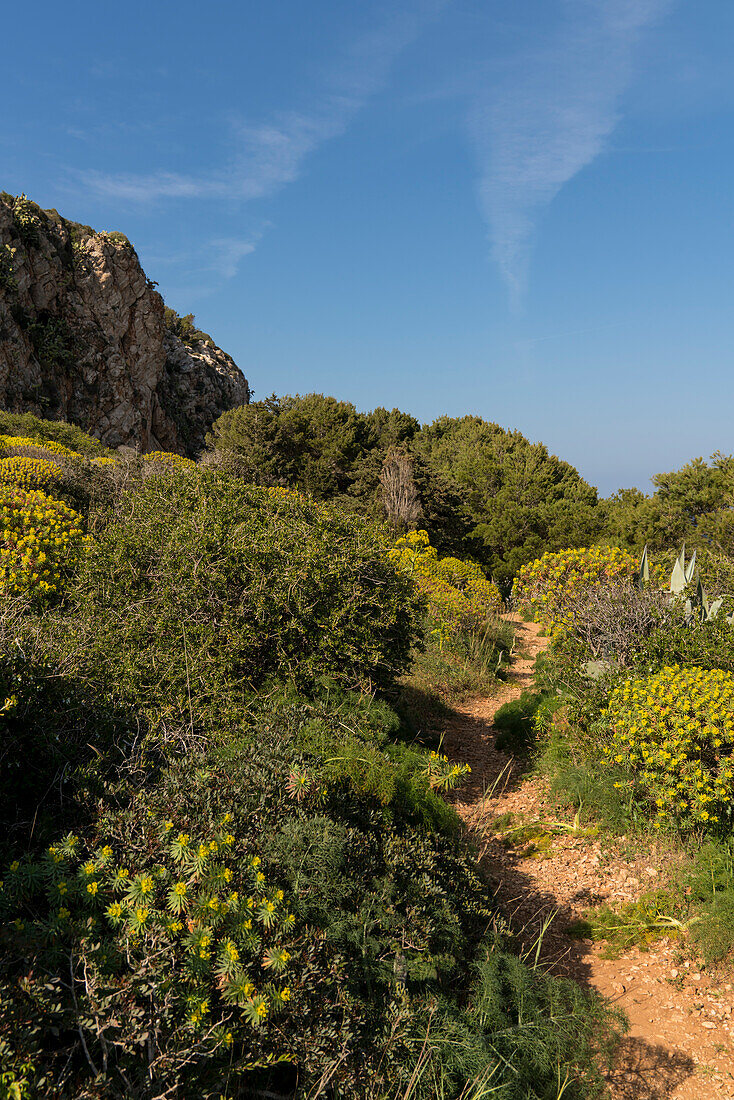 Vegetionsreicher Wanderweg durch die Natur von Levanzo, Levanzo, Ägadischen Inseln, Trapani, Sizilien, Italien, Europa