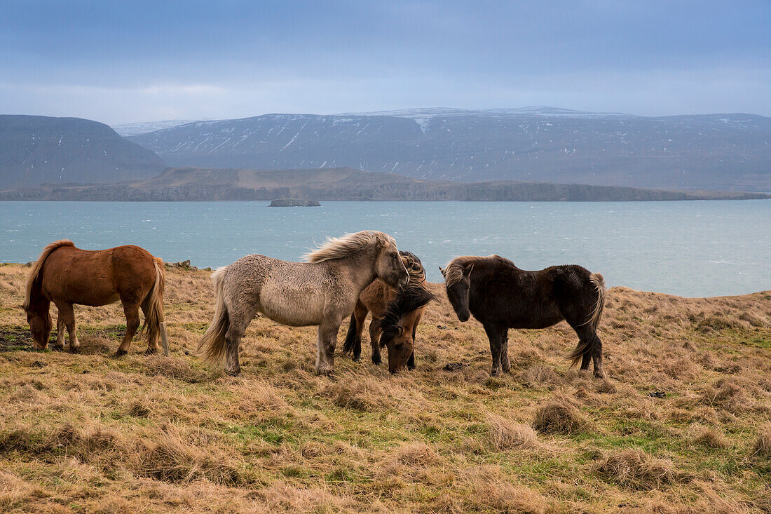 Icelandic horses in field, Foraging, hvalfjördur, Iceland, Europe