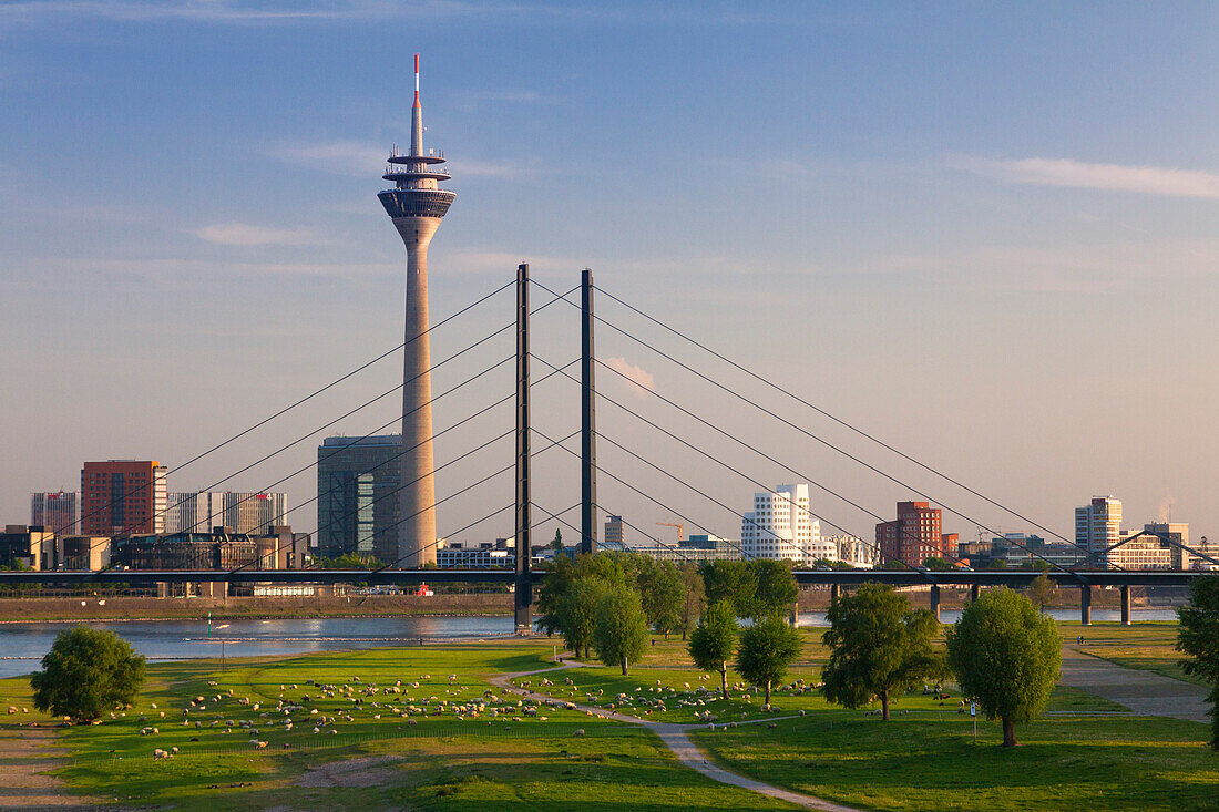 Sheep along the Rhine meadows, view over the Rhine river to Stadttor, television tower, Rheinknie bridge and Neuer Zollhof (Architect: F.O. Gehry), Duesseldorf, North Rhine-Westphalia, Germany