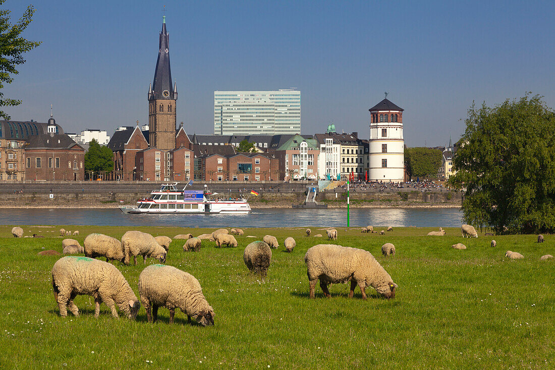 Sheep along the Rhine meadows, view over the Rhine river to the Old town with St Lambertus church, Duesseldorf, North Rhine-Westphalia, Germany
