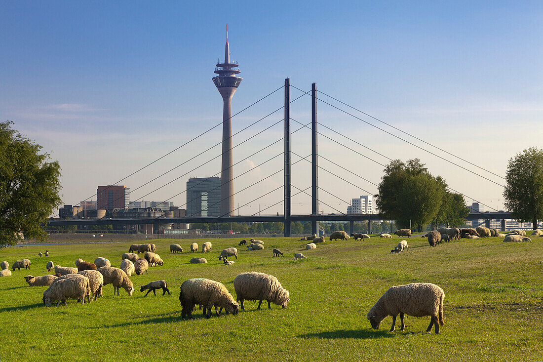 Schafe auf den Rheinwiesen, Blick über den Rhein auf Stadttor, Fernsehturm und Rheinkniebrücke, Düsseldorf, Nordrhein-Westfalen, Deutschland