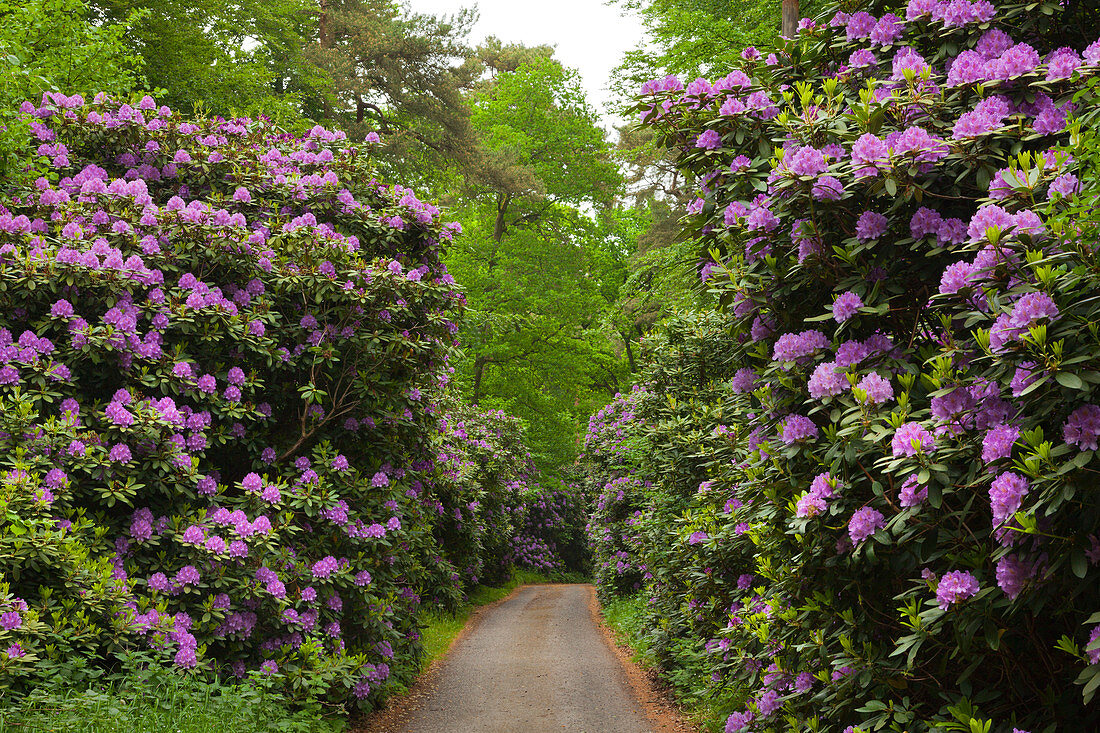 Rhododendron alley at Waldpark Semper, Ruegen,  Baltic Sea, Mecklenburg-West Pomerania, Germany
