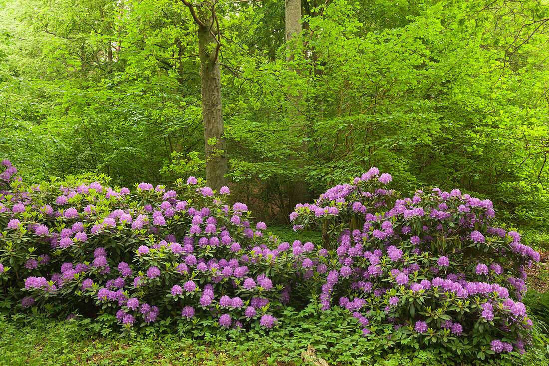 Rhododendron im Waldpark Semper, Rügen, Ostsee, Mecklenburg-Vorpommern, Deutschland